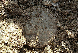 Kriegs Weihnachten 1944 a jiné