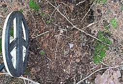 Sobotní procházka po lese