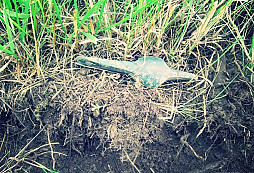 Jedna kráska z lesa