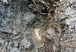 Přezky bažinné :-)