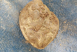 Další lvíček a jiné nálezy