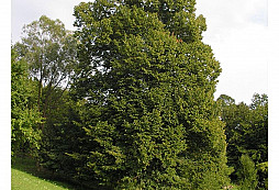 Hraniční strom a jeho stáří