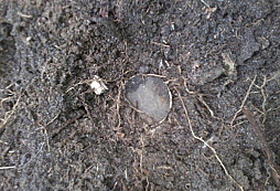 Četník z lesíku u Prahy