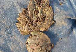 Četník, nožík, FJI a jiné