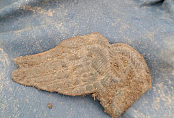 Dráhy, mušle, FJI a jiné