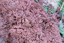 Pár lučních procházek