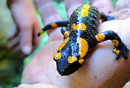 Za posledních pár dní