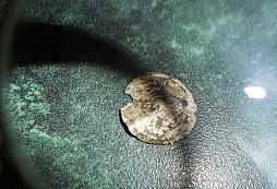 Určení stříbrňáčku