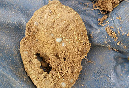 Pěkné brože, americký štítek, IFJ a jiné