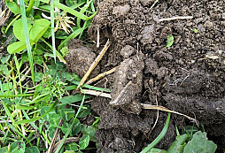 Jedna slepička z louky...