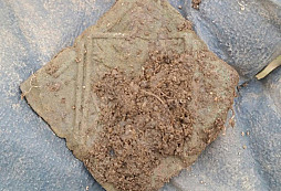 Lvíček, drzej motýl, FJI a jiné