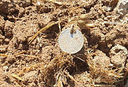 F.J. 1899 - 1 koruna