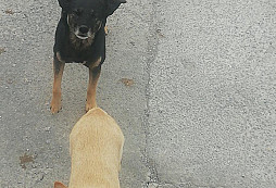 Copa je to za pukavce II.