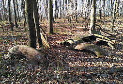 Autoveterán v lese - doplnenie fotiek