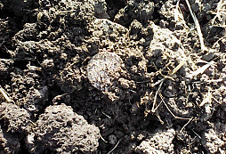 Jan Jiří IV., saský kurfiřt 1691 - 1694