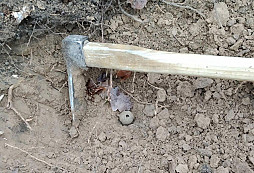 Novoroční rolnička