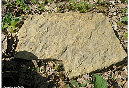 Ichnofosilie Planolites
