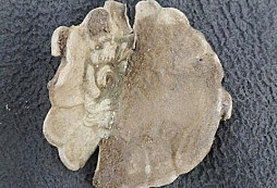 Brožička, knofle, FJI a jiné