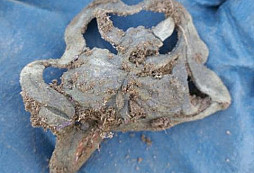 Spona, prstýnek, knofle a jiné