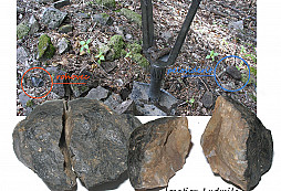 Rohovec typu Krumlovský les