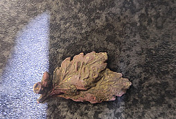 Určí někdo, co to je?