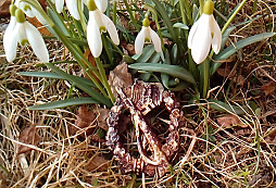 Útočný odznak pěchoty 