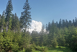 Potíže s vkládáním fotografií k příspěvkům odstraněny