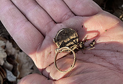 Jeden gold nestačí :)